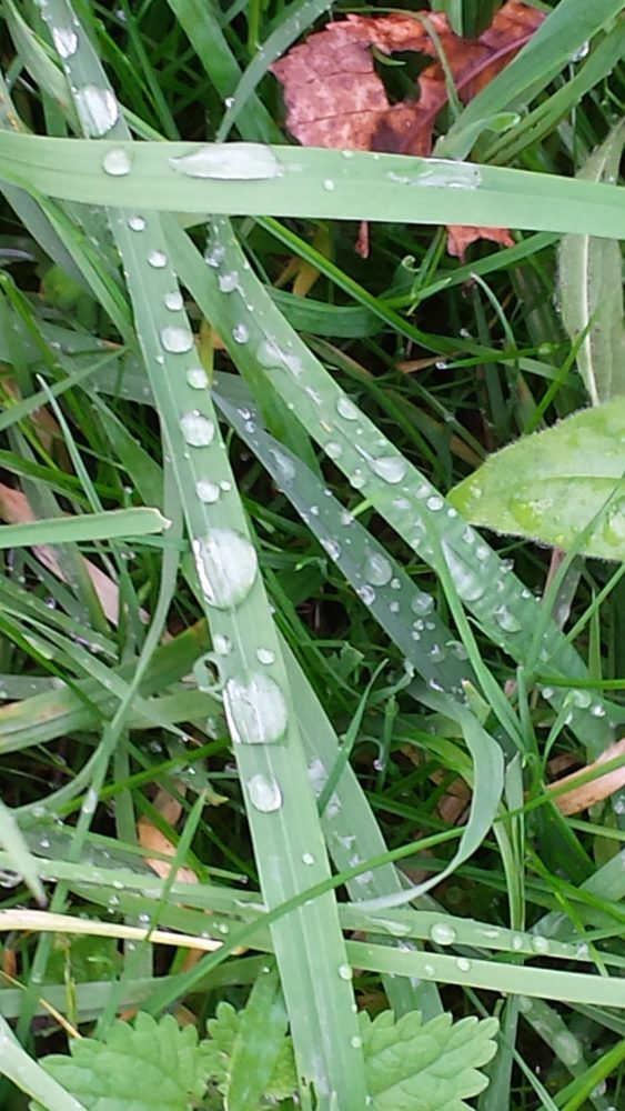 Aufgenommen nach einem Regenschauer. Dann riecht es in der Natur besonders gut, finde ich