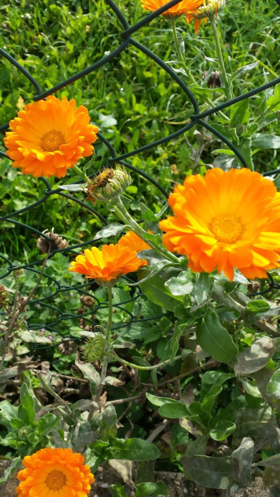 Die strahlen mit der Sonne um die Wette: orangene Ringelblumen