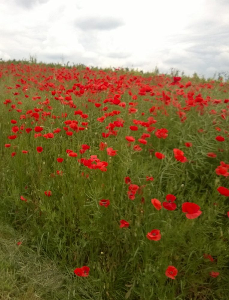 Rote Pracht: ein Mohnblumenfeld. Dieses habe ich bei meiner letzten Radtour gesehen (Selztal-Radweg bei Stadecken-Elsheim)