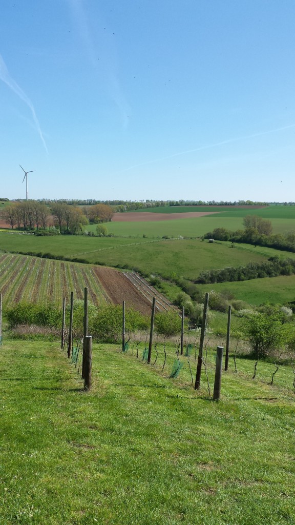 Flonheimer Adelberg Aussicht 