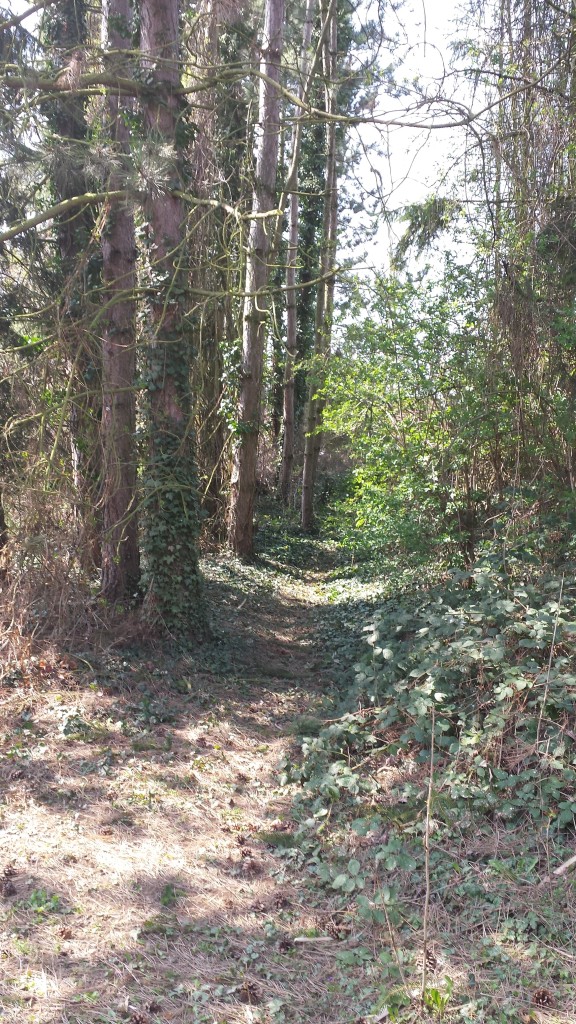 Zum Grundstück gehört sogar ein kleiner Wald. Hier lassen sich auch wunderbare Aufnahmen machen