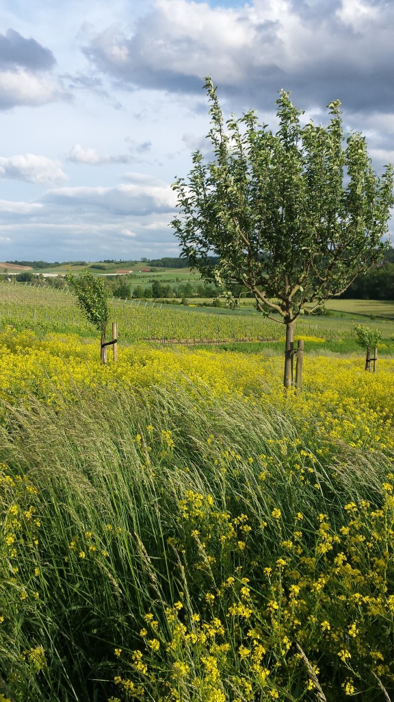 Ich kann es nicht oft genug sagen: Rheinhessen ist wunderschön. 