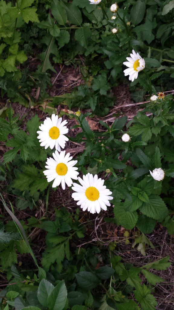 Auf der Kräuterwanderung lerne ich auch, achtsamer meine Umgebung zu betrachten. Die wunderschönen Margariten am Wegesrand wären mir womöglich entgangen