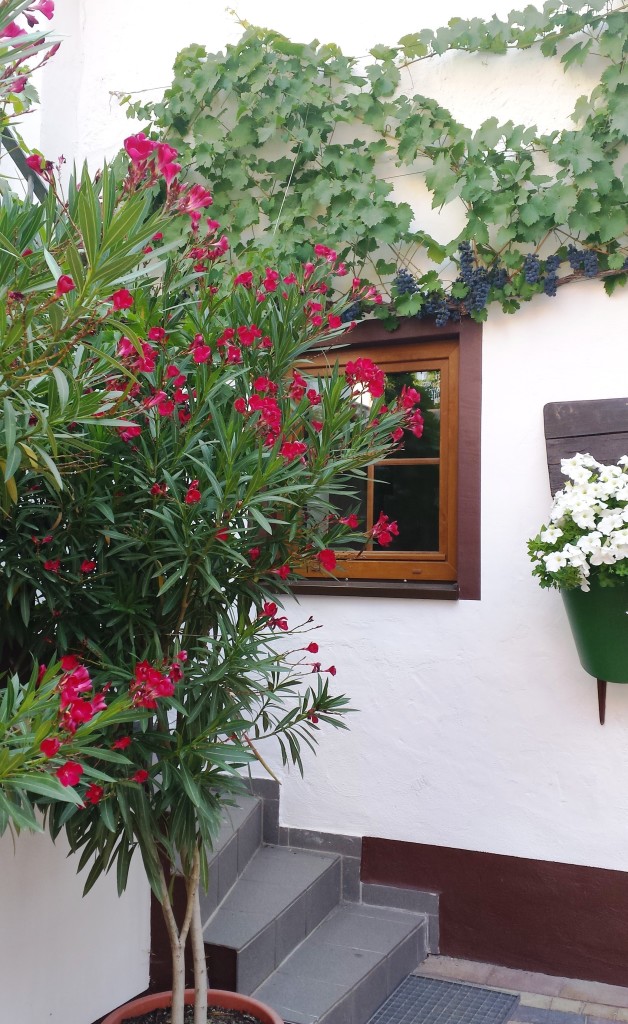 Schmucker Innenhof des Weinguts 