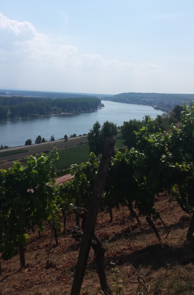 Sensationeller Blick auf den guten alten Rhein 