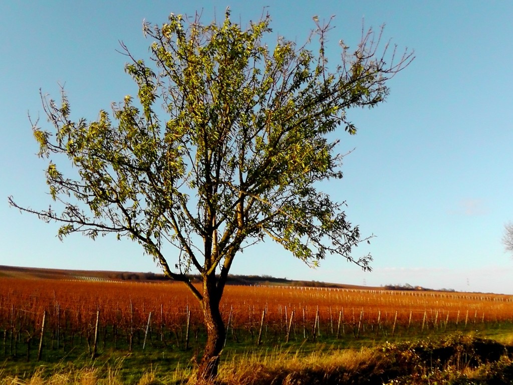 Wunderschönes Rheinhessen