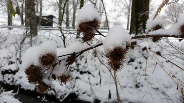 Rheinhessen verschneit Schnee Winter Rheinhessen