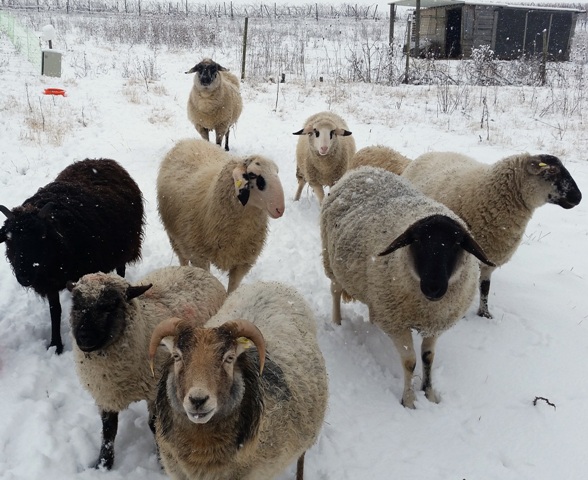 Schafe in Rheinhessen Schnee Winter Rheinhessen