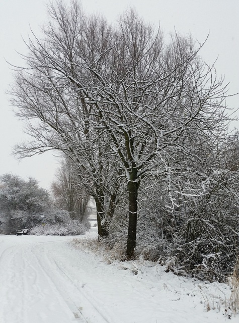Bäume verschneit in Rheinhessen Schnee Winter Rheinhessen