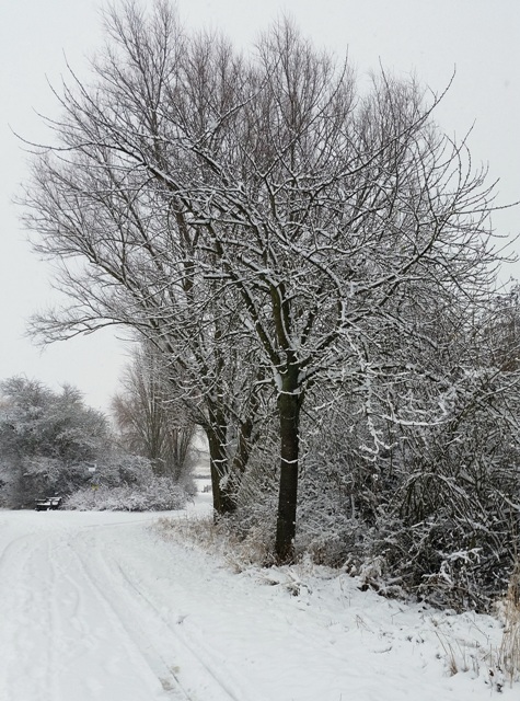 Schnee Winter Rheinhessen 