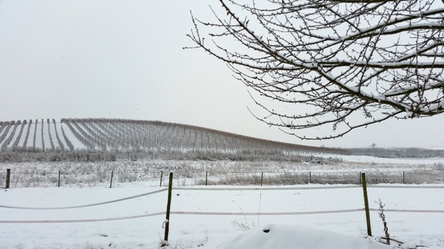 Rheinhessen Winter