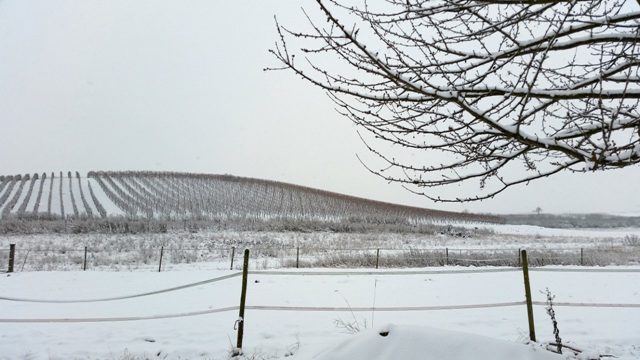Winter in Rheinhessen Rheinhessen Winter