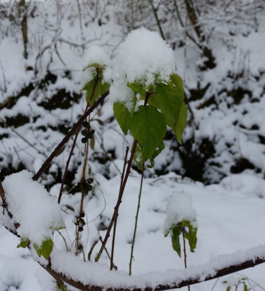 Rheinhessisches Wintermärchen in Jugenheim Winter Rheinhessen