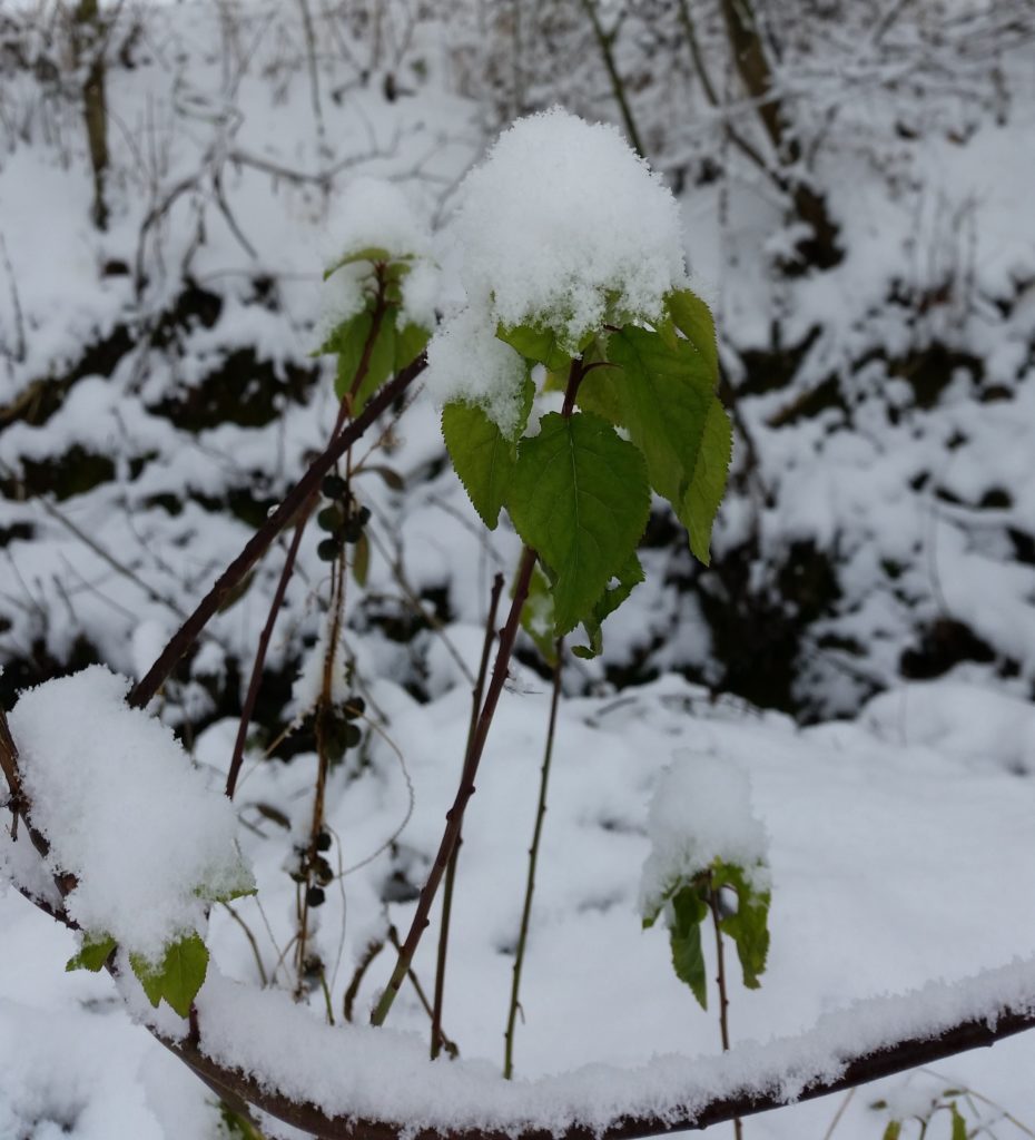 Winter Rheinhessen 