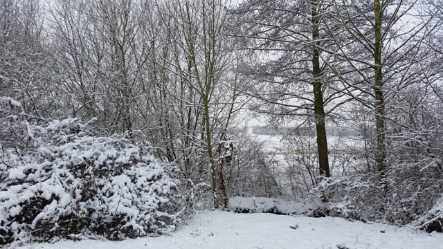 Rheinhessische Bäume und Sträucher Rheinhessen Winter