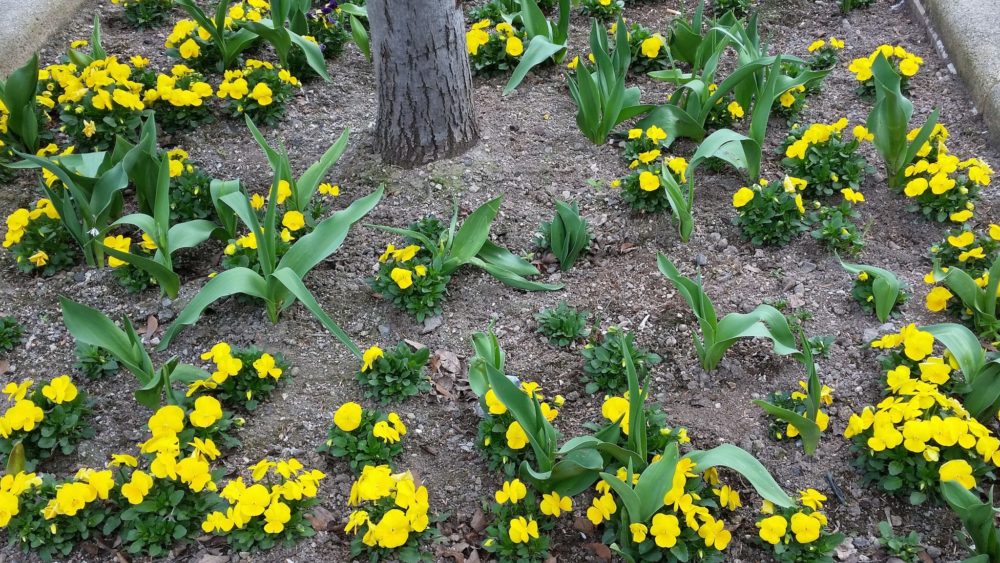 Blumen in Bingen Sehenswürdigkeiten in Bingen am Rhein - Blumenmeere
