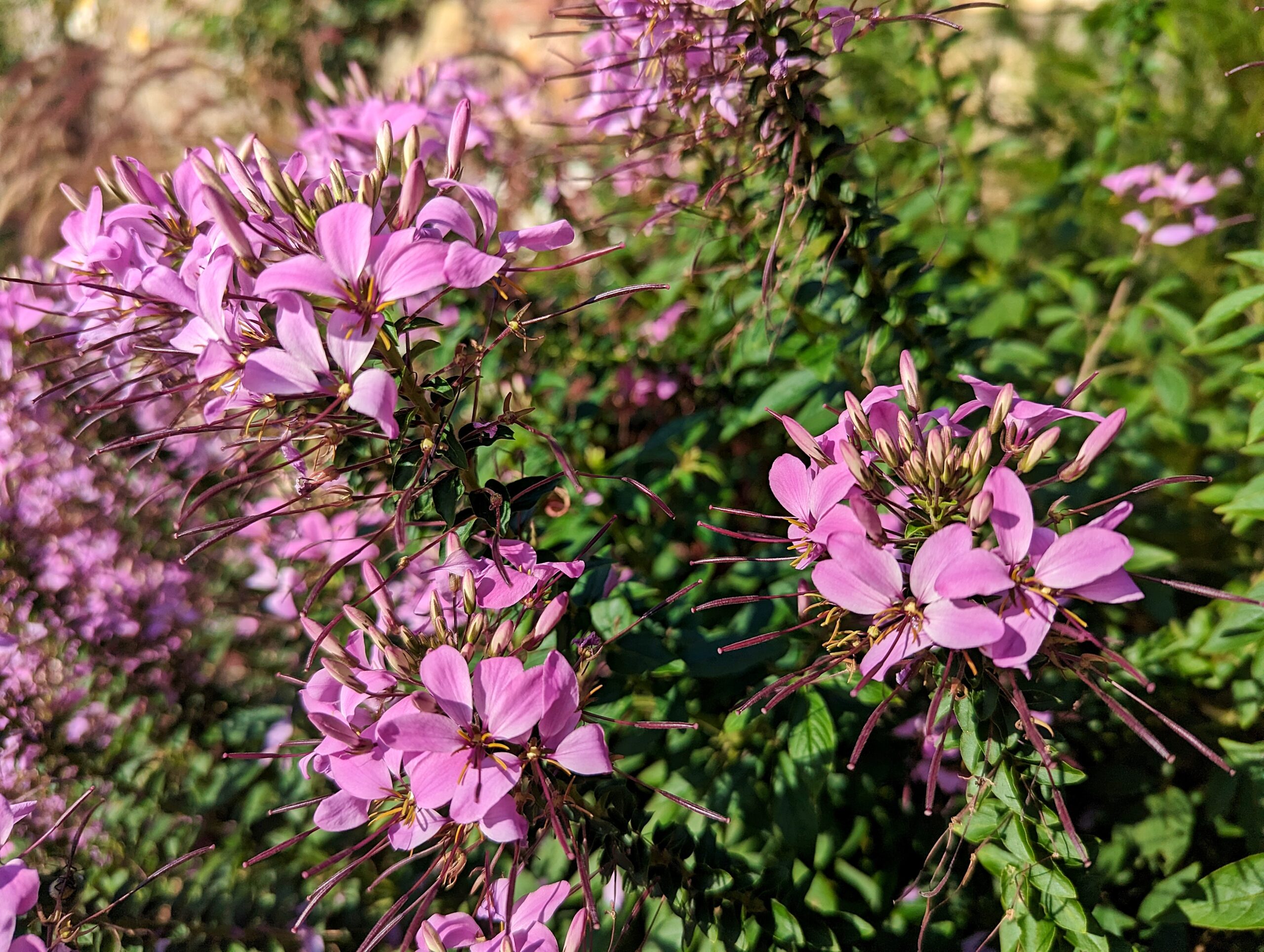 Bingen am Rhein Blumen 