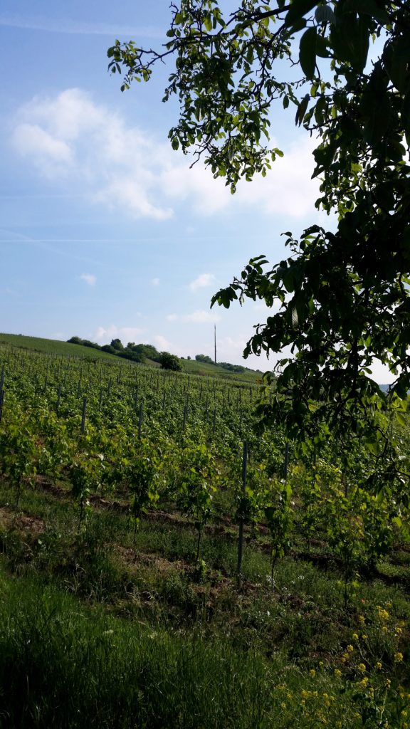 Natur Jugenheim Rheinhessen Frühstück