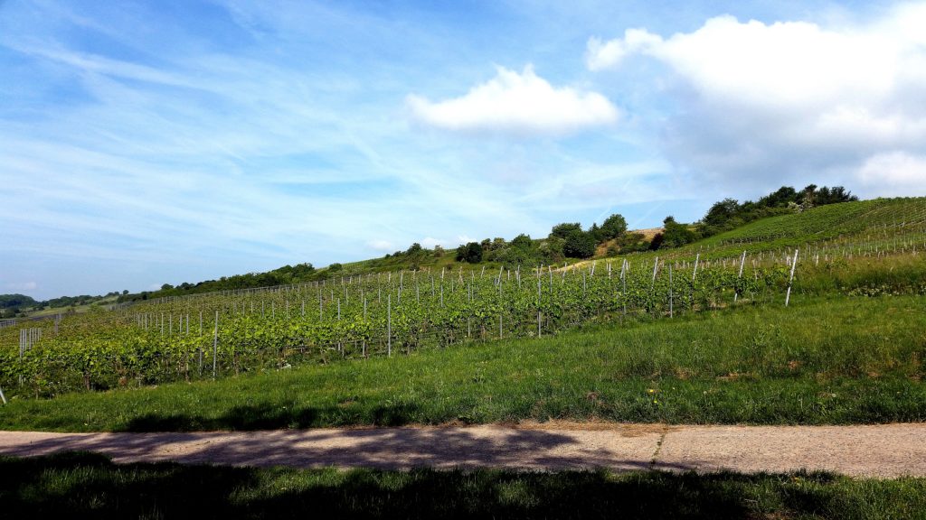 Weinberge Jugenheim Rheinhessen 