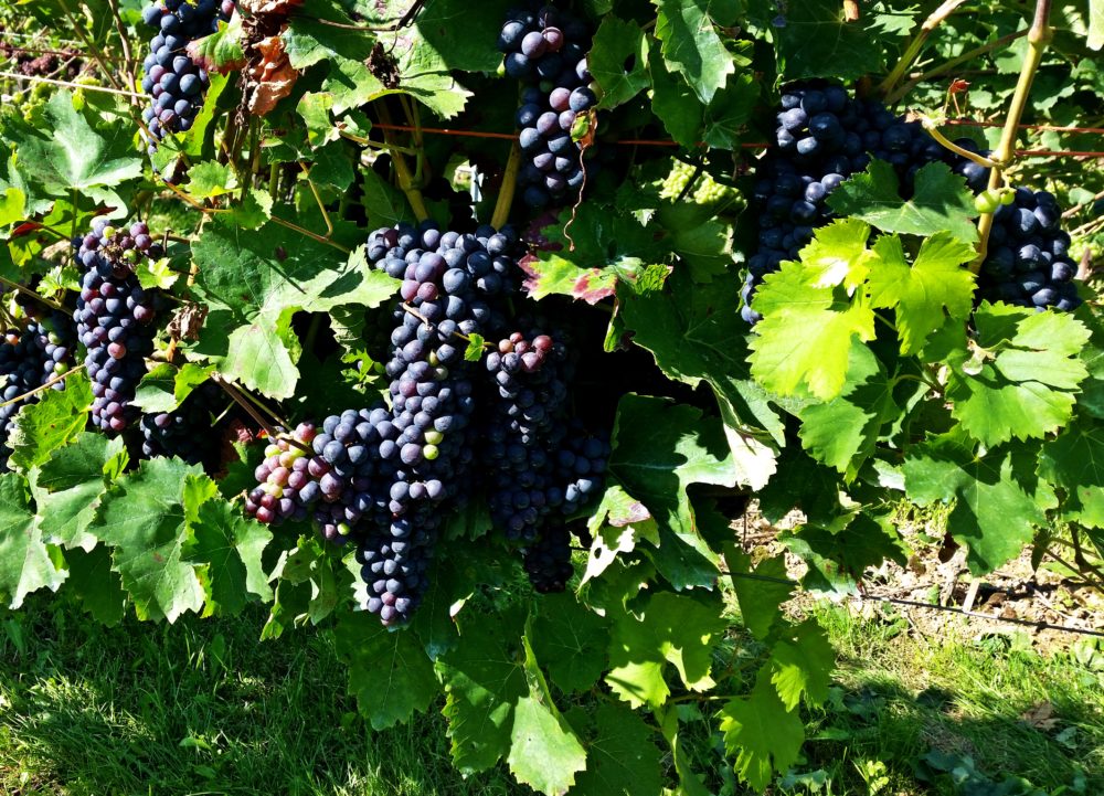 Hiwweltour Stadecker Warte Trauben Rheinhessen