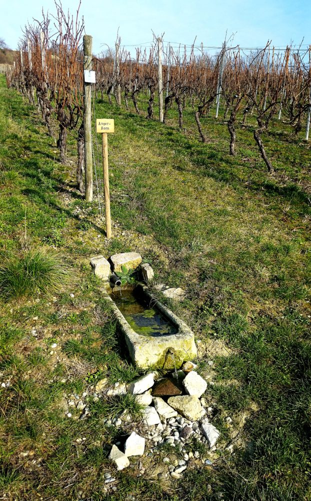 Brunnen Wanderung Jugenheim Rheinhessen