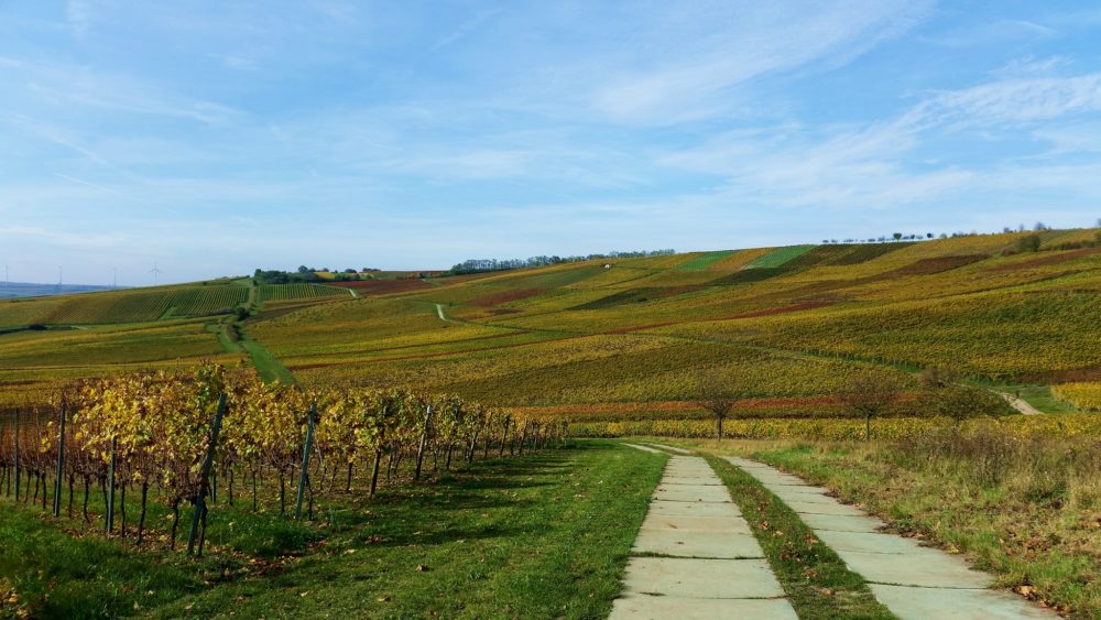 11 Fakten über Rheinhessen 