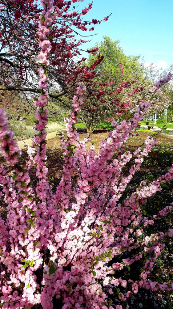 Botanischer Garten Mainz 