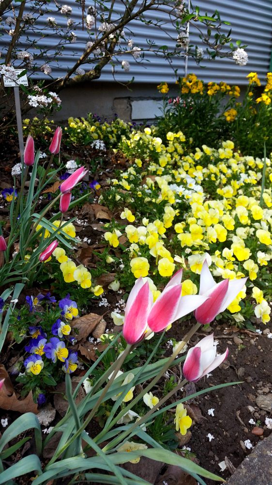 Botanischer Garten Mainz 