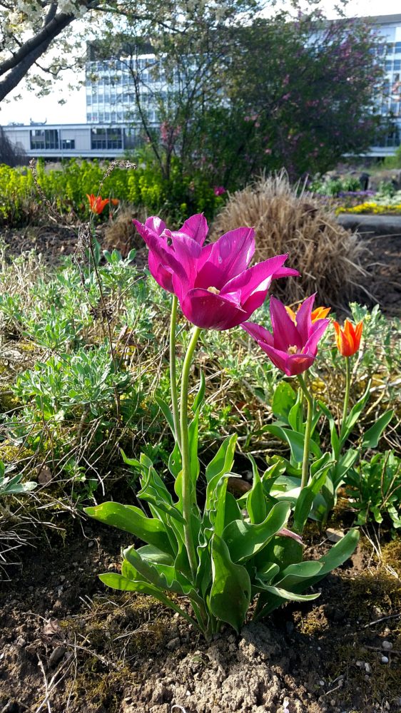 Botanischer Garten Mainz 