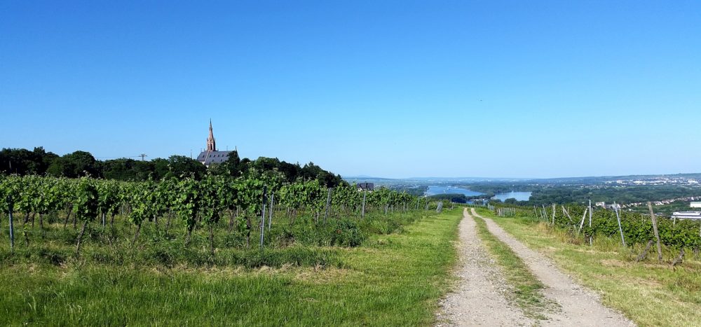 Veranstaltungen in Rheinhessen Veranstaltungen Rheinhessen
