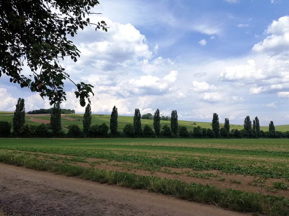 Offenheim Rheinhessen