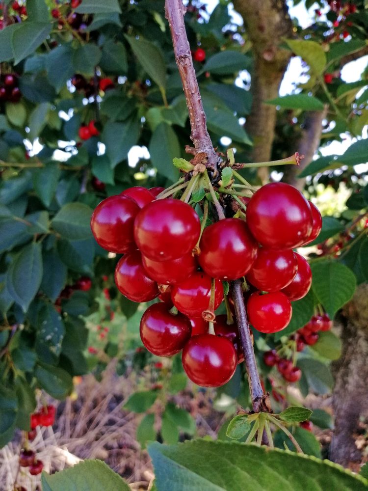 Kirschen Rheinhessen