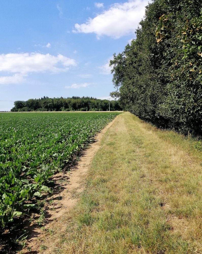 Walderlebnisweg Wonsheim Feldweg