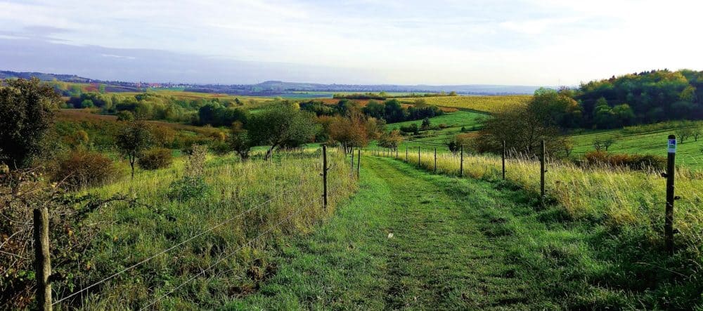 Wandern Rheinhessen: Hiwweltour Zornheimer Berg