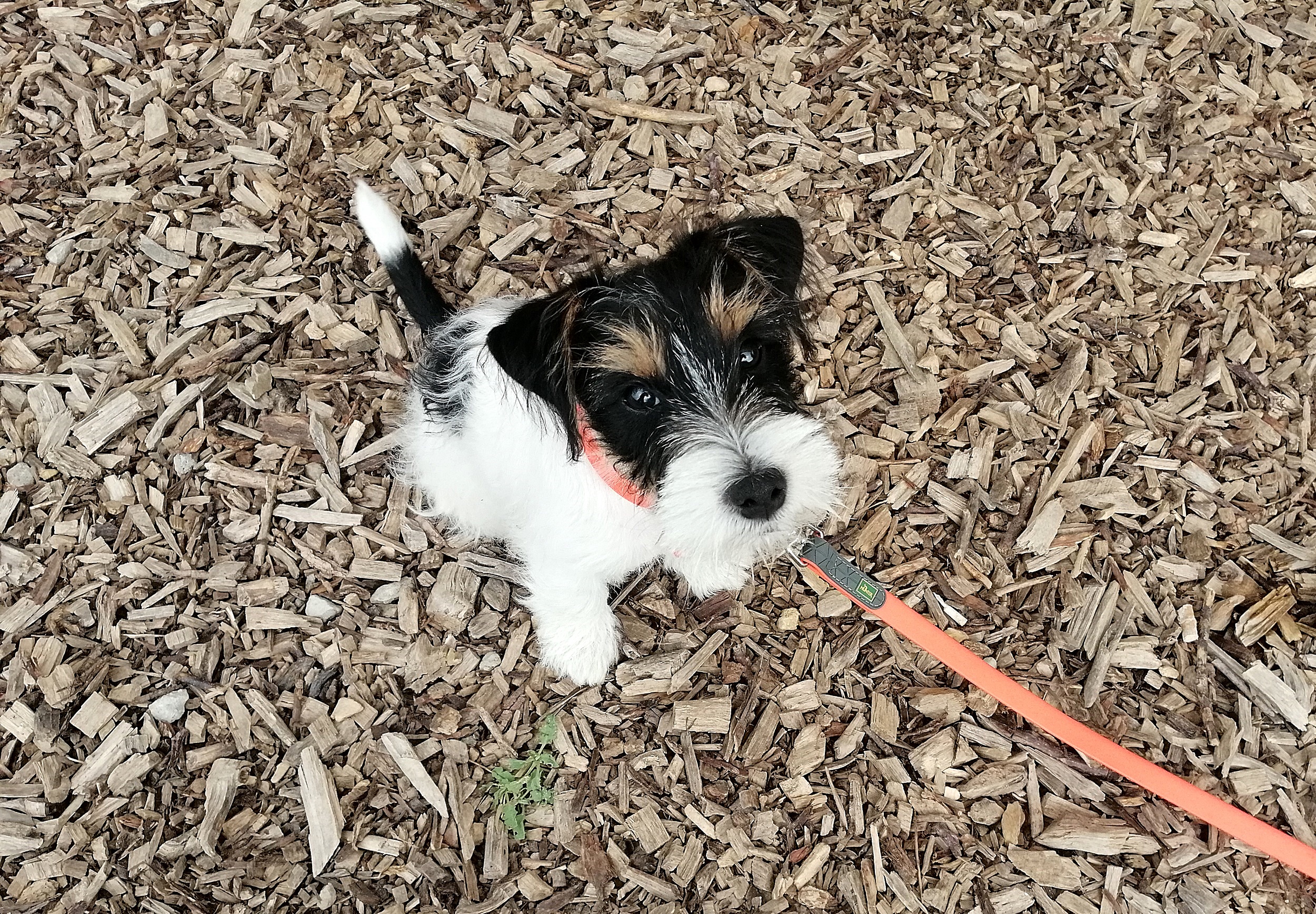 Rheinhessen genießen mit Hund