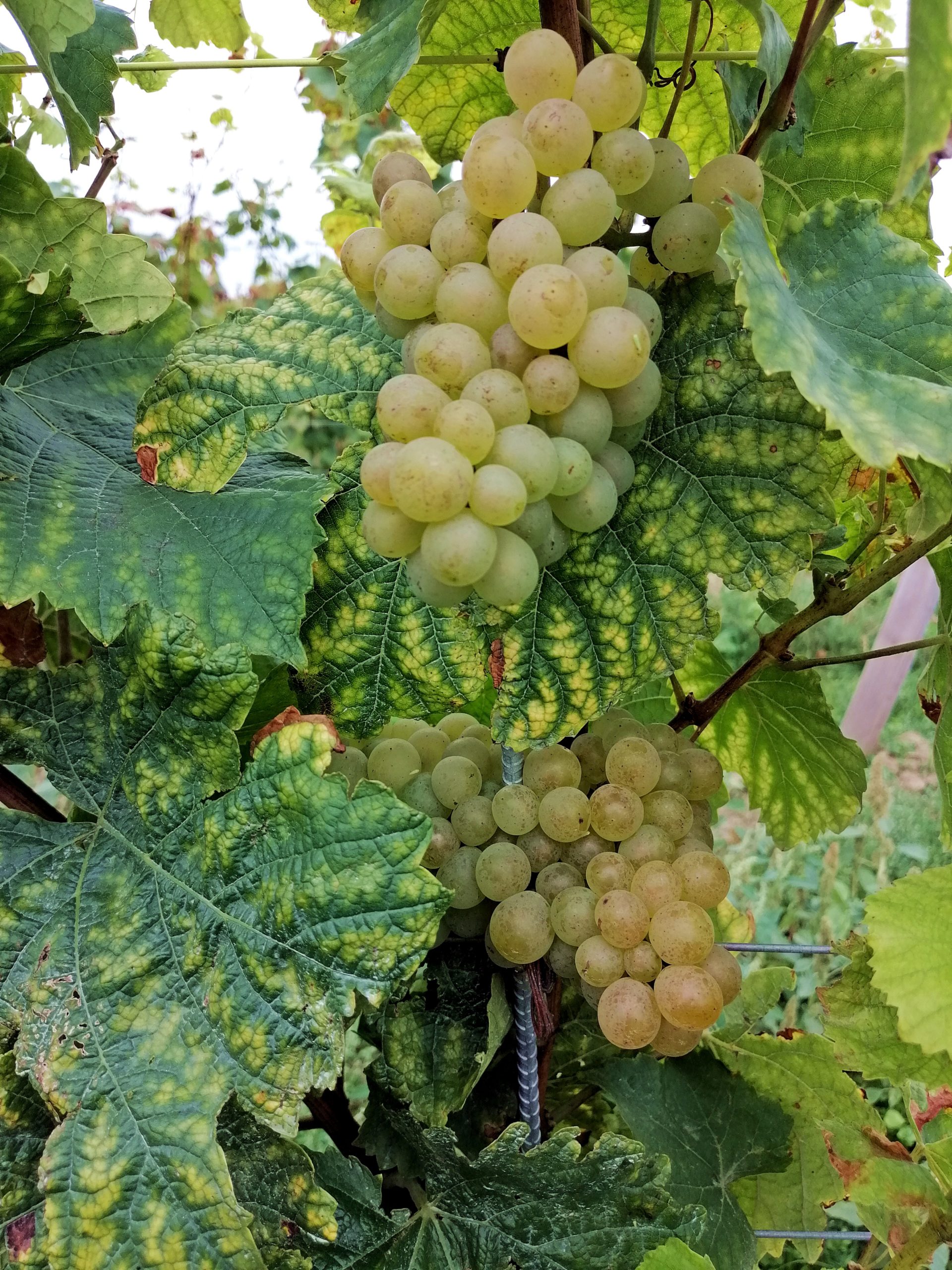 Rheinhessen Wein 