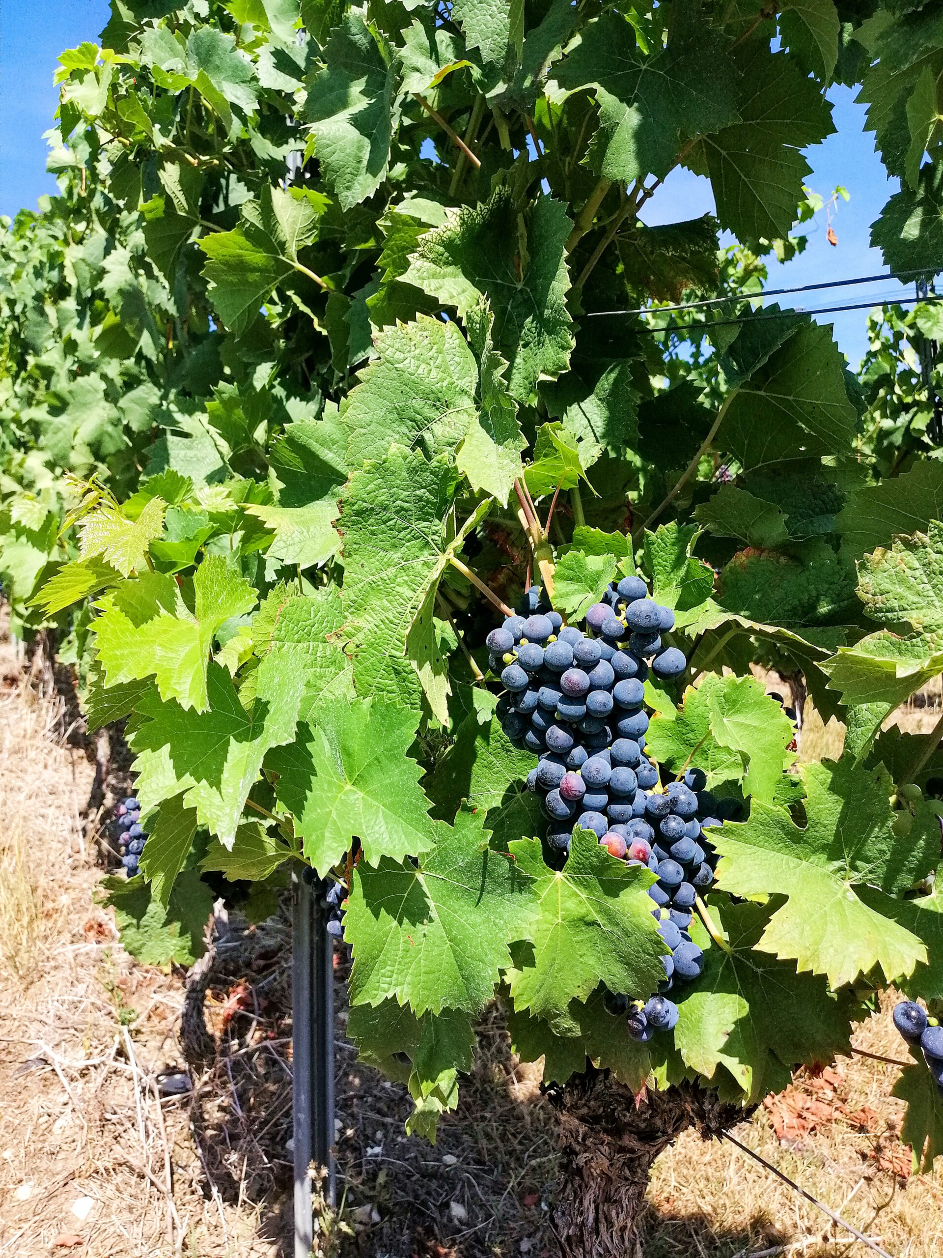 Trauben Weinanbaugebiet Rheinhessen Sehenswürdigkeiten in Rheinhessen