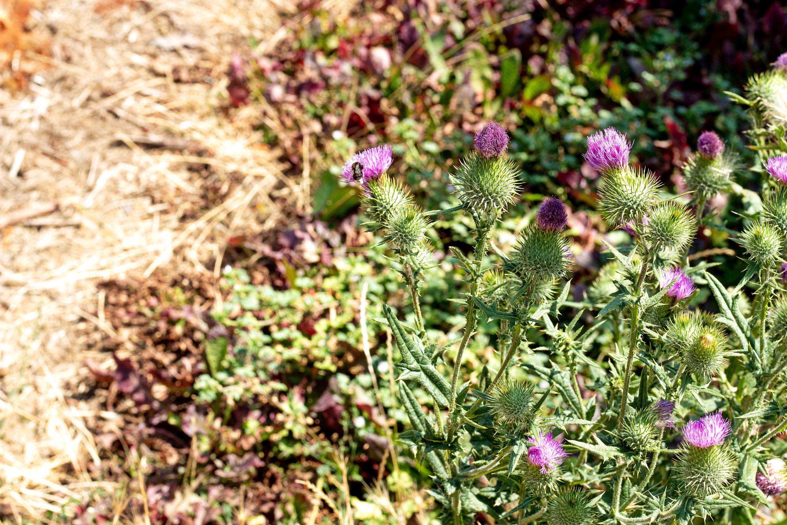 Blumen am Weinerlebnisweg Krötenbrunnen Oppenheim am Rhein in Rheinhessen