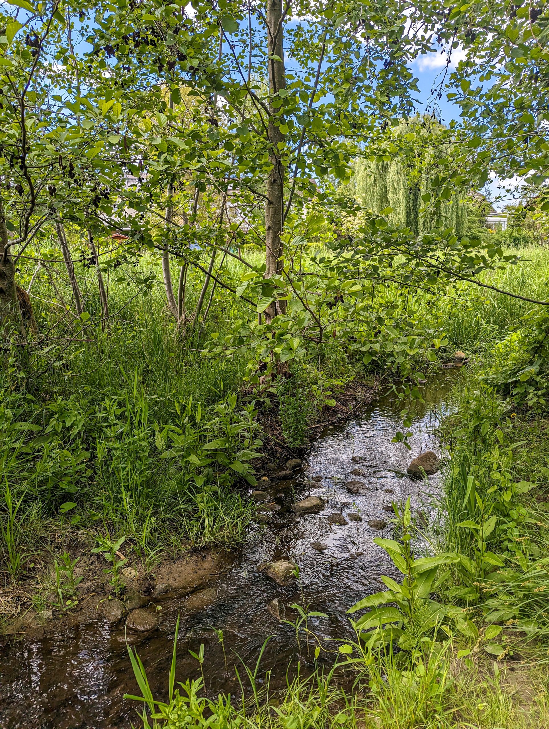 Mühlbachaue Saulheim - Ausflugsziel in Rheinhessen