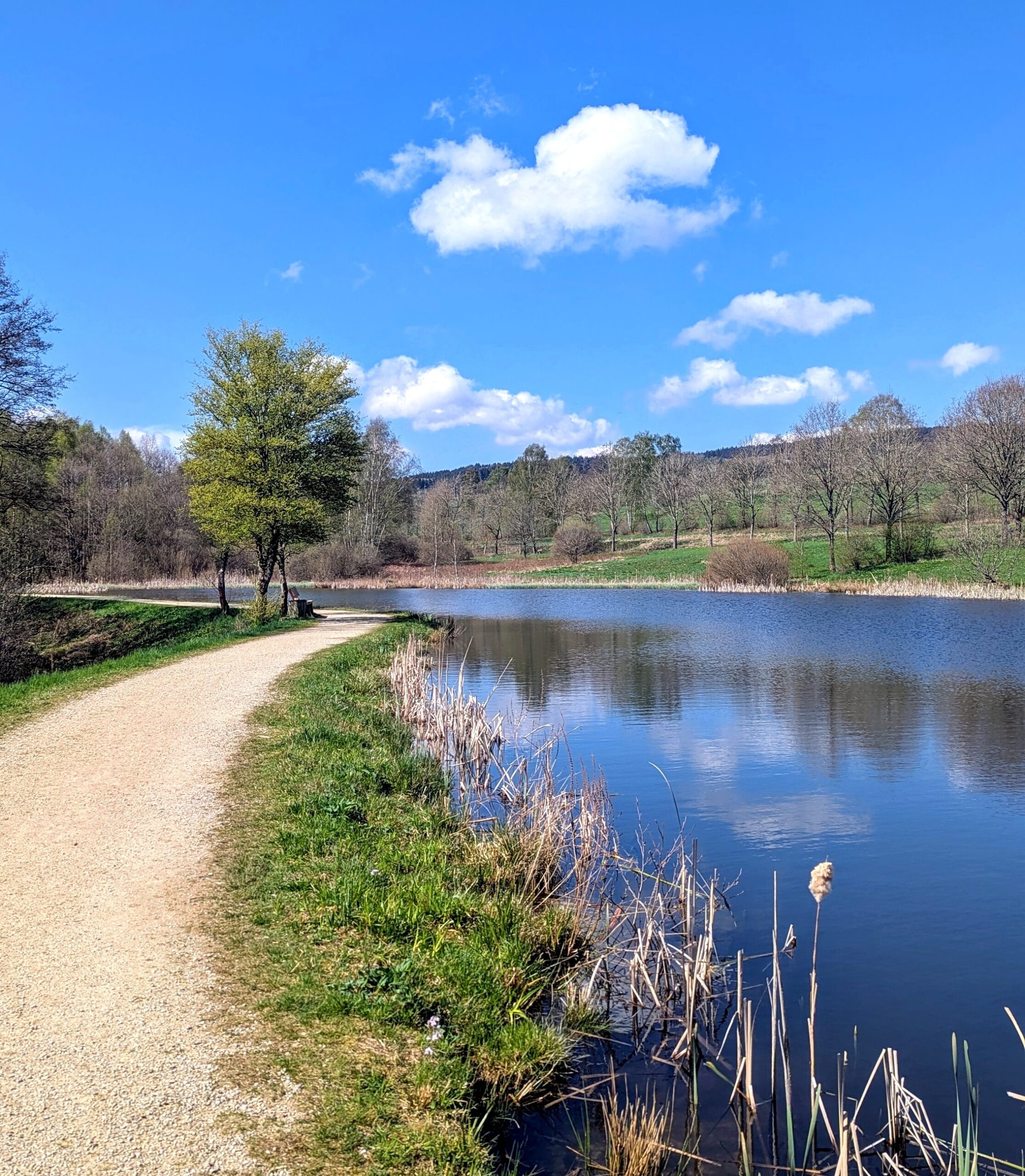 Allenbacher Weiher 