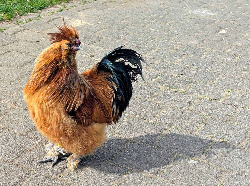 Wildfreigehege Wildenburg Hunsrück