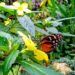 Regen in Bremen botanika Schmetterling